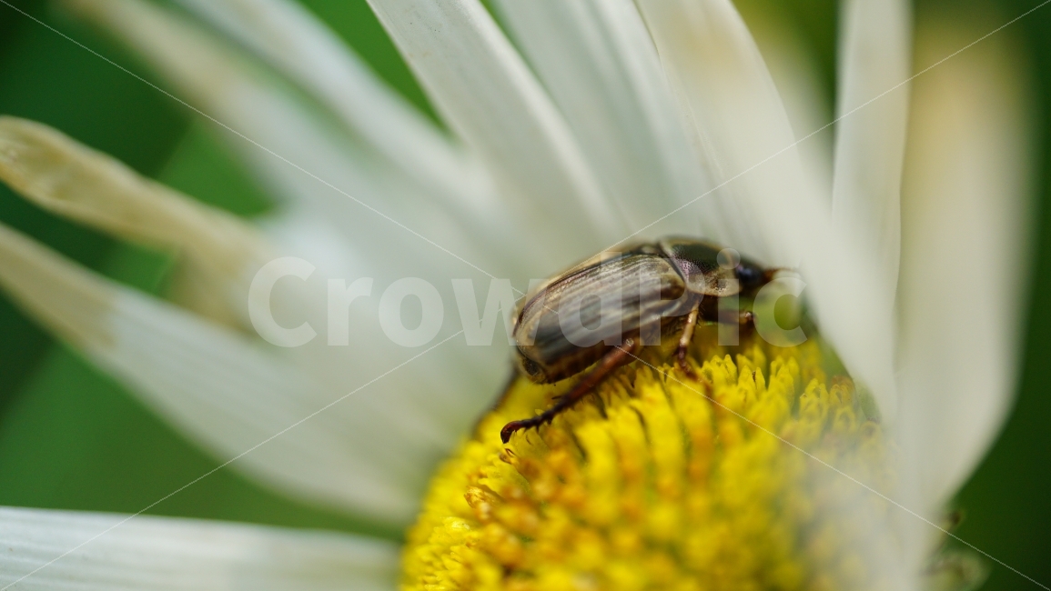 샤스타데이지,꽃,플라워,식물,자연,flower,nature,곤충,벌레,insect,동물,animal,꽃사진,접사,macro,풍경,landscape,노랑,노란색,yellow,plants,스냅,스냅사진,snap,snapshot,white,흰색,식물,자연,plants,nature,동물,animal,곤충,벌레,insect,bug,꽃,flower