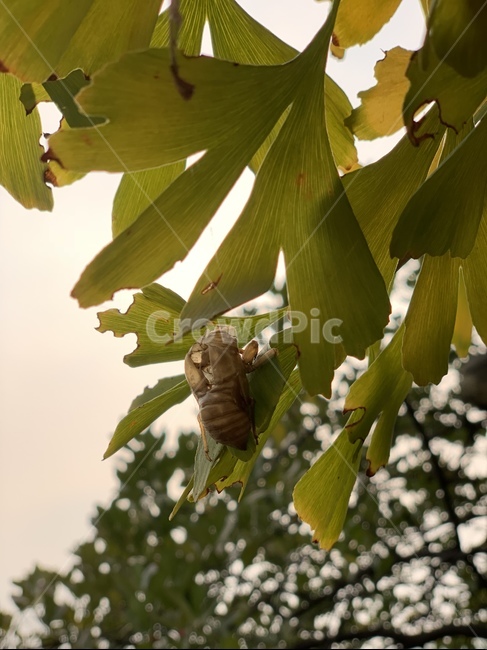 선퇴,매미껍질,나뭇잎,은행잎,은행나무,동물,animal,곤충,벌레,insect,bug