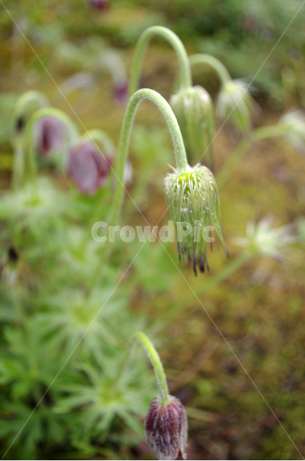 할미꽃,꽃,flower,계절,봄,spring,식물,자연,plants,nature,꽃,flower