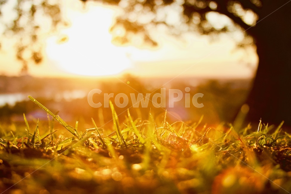 노을,일몰,나무,잔디,노란색,휴식,힐링,rest,relaxation,healing