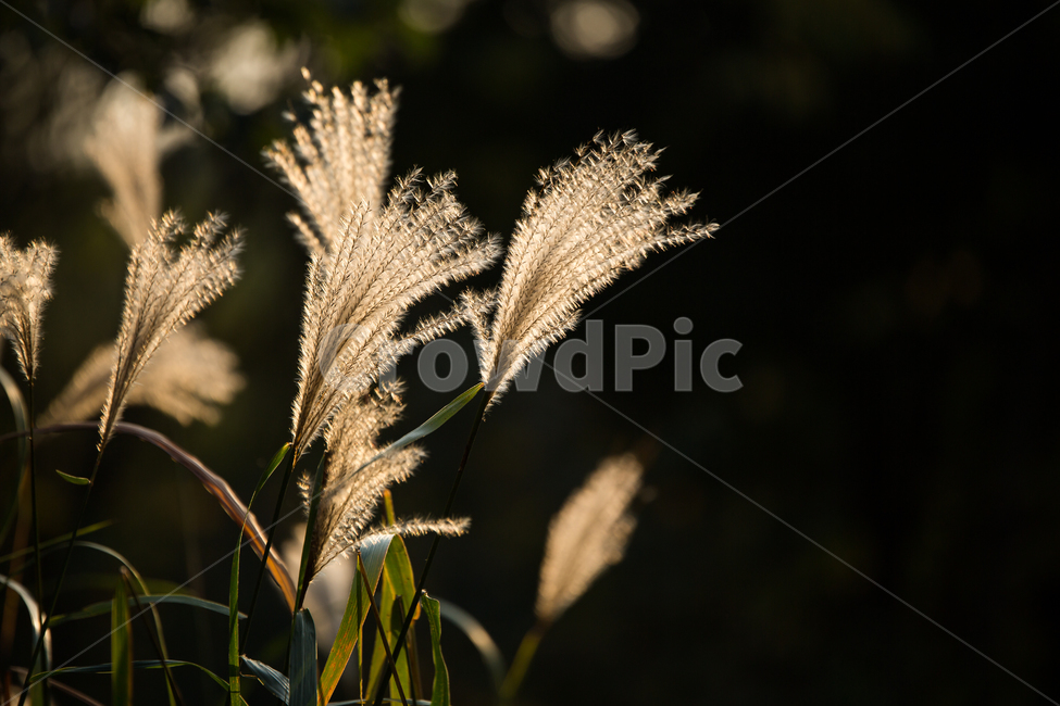 억새,자연,식물,하늘,plant,식물,자연,plants,nature
