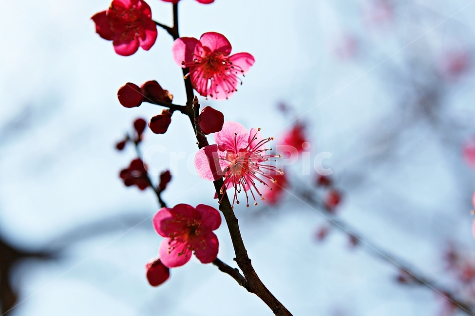 홍매화,매화,꽃,봄꽃,붉은꽃,식물,자연,봄,봄,계절,spring,season