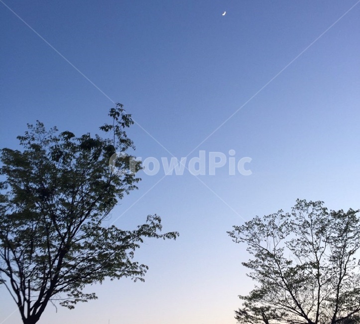 나무,하늘,저녁하늘,감성사진,파란하늘,푸른하늘,푸른색하늘