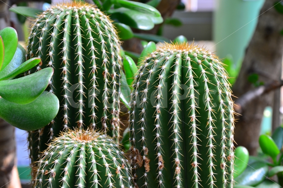 선인장,진열용선인장,선인장모습,선인장이미지,선인장사진,식물,자연,plants,nature