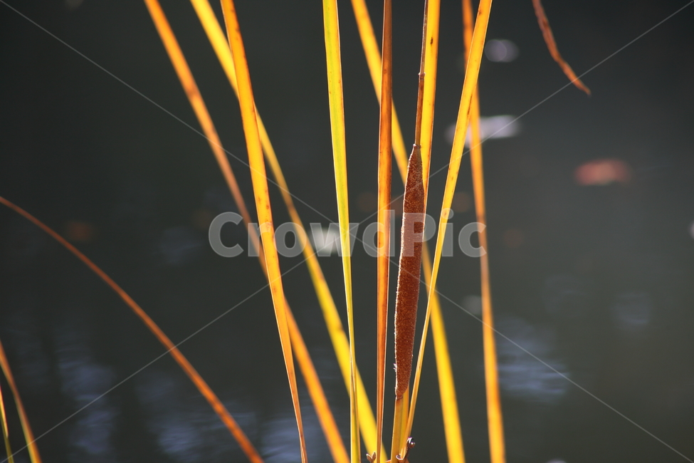 부들,감포,식물,cattail,수생식물,식물,자연,plants,nature