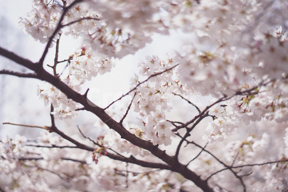 벚꽃,사쿠라,봄꽃,봄,spring,cherryblossom,봄,계절,spring,season,식물,자연,plants,nature,꽃,flower,plant,cherry blossom,blossom