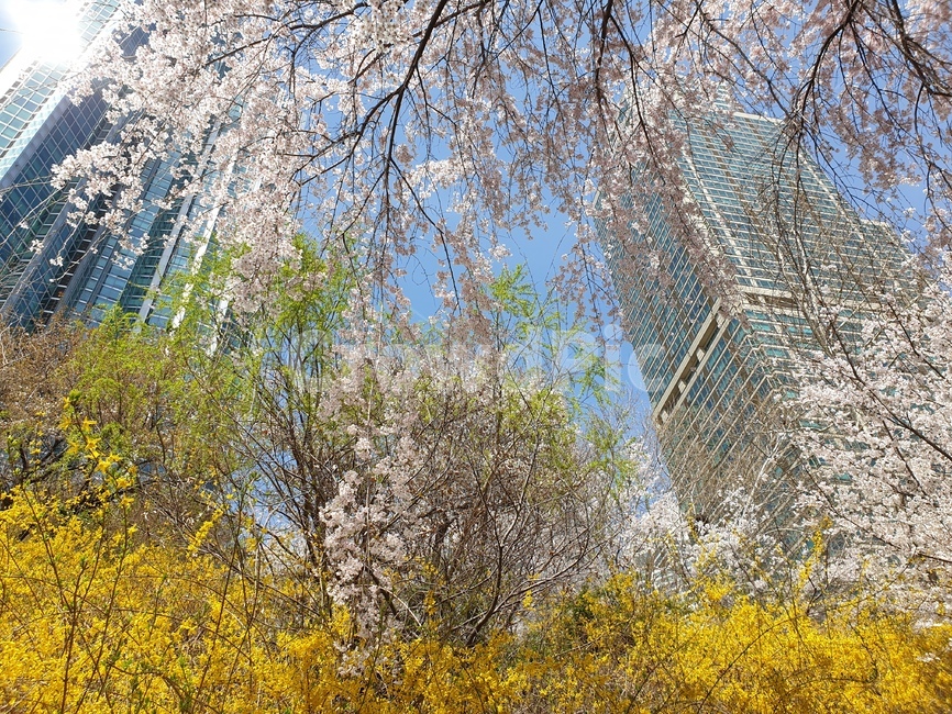 개나리,벚꽃,봄,풍경,하늘