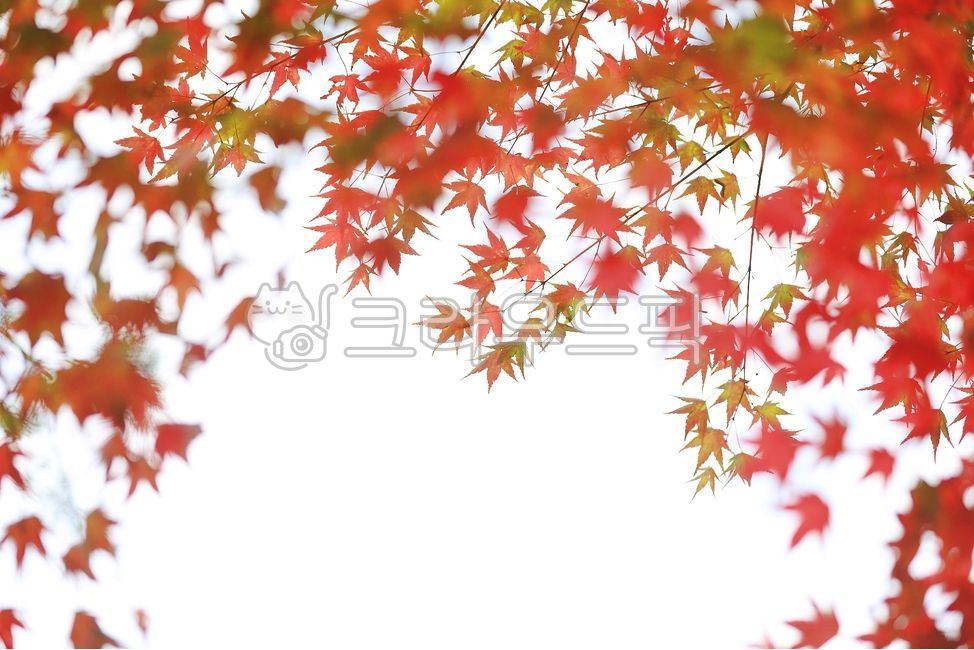 단풍, maple, 가을, autumn, 단풍잎, 사진,이미지,일러스트,캘리그라피 - 고운경작가