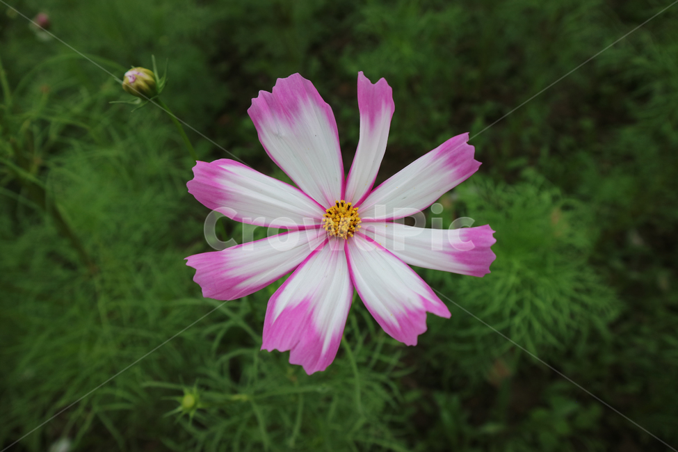 plant,식물,코스모스,가을,꽃,flower,가을,계절,fall,autumn,season,식물,자연,plants,nature,꽃,flower