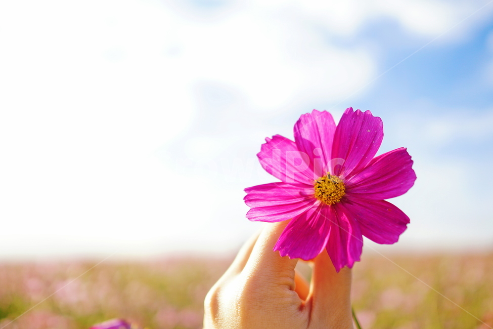 코스모스,cosmos,꽃,flower,blossom,식물,plant,가을,fall,autumn,분홍색,pink,식물,자연,plants,nature,꽃,flower