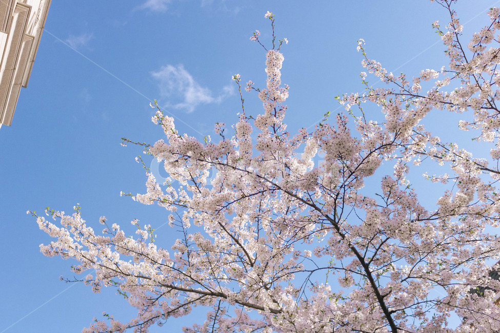 봄,벚꽃,봄감성,꽃놀이,꽃,사쿠라,sakura,봄,계절,spring,season,식물,자연,plants,nature,꽃,flower,plant,blossom