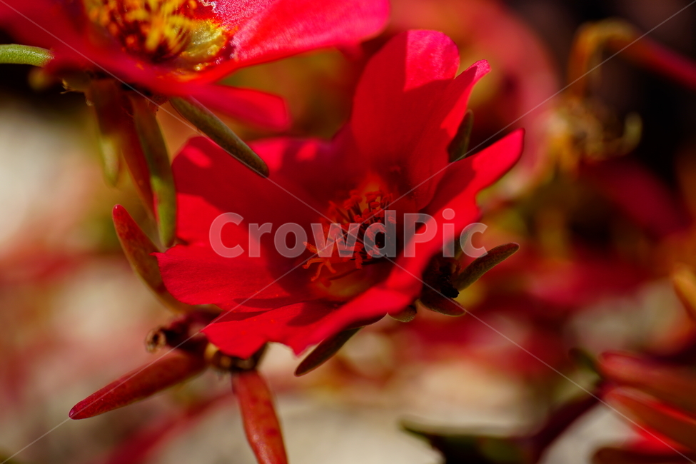 채송화,꽃,꽃밭,화단,가을,가을꽃,플라워,flower,식물,plants,자연,nature,fall,autumn,10월,october,portulacagrandiflora,rosemoss,접사,클로즈업,closeup,식물,자연,plants,nature,꽃,flower