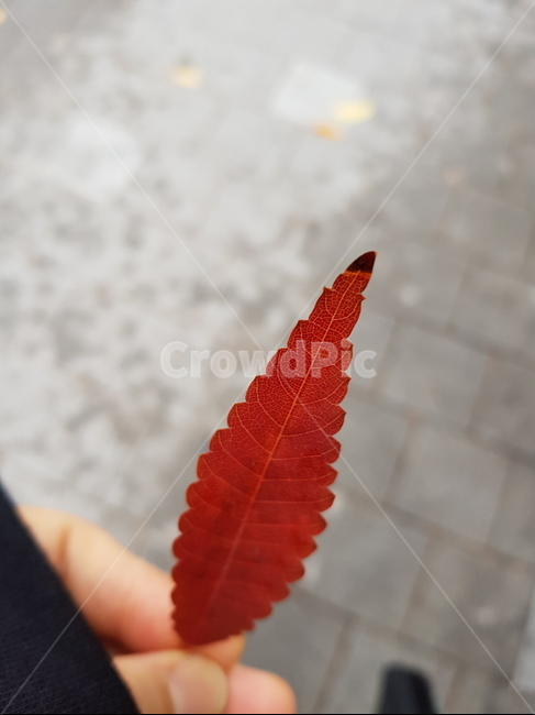 낙엽,가을,나뭇잎,잎사귀,단풍