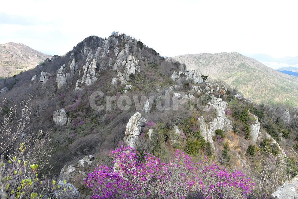주작산,덕룡산,종주,진달래,풍경,기암,바위,비경,봄풍경,진달래꽃,강진,명산,산행,등산,마운틴,힐링,mountain,landscape,자연,natural,봄,계절,spring,season,자연,풍경,nature,landscape,한국자연풍경,한국자연경관,korea nature landscape,slope,경사,outdoors,옥외,plant,식물