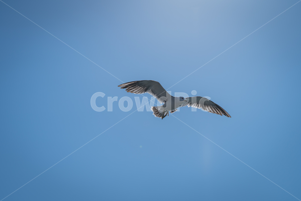 갈매기,조류,바다,비상,새,비행,seagull,창공,날다,자연,트랙킹,연사,순간포착,동물,animal,조류,새,birds
