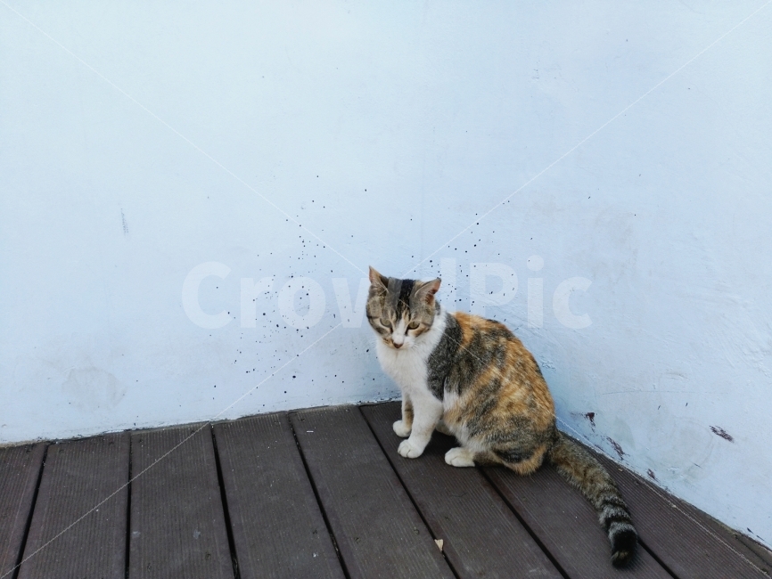 고양이,블루,길고양이,깔끔,요염,도도,동물,animal,포유류,mammal,고양이,cat,kitten,kitty