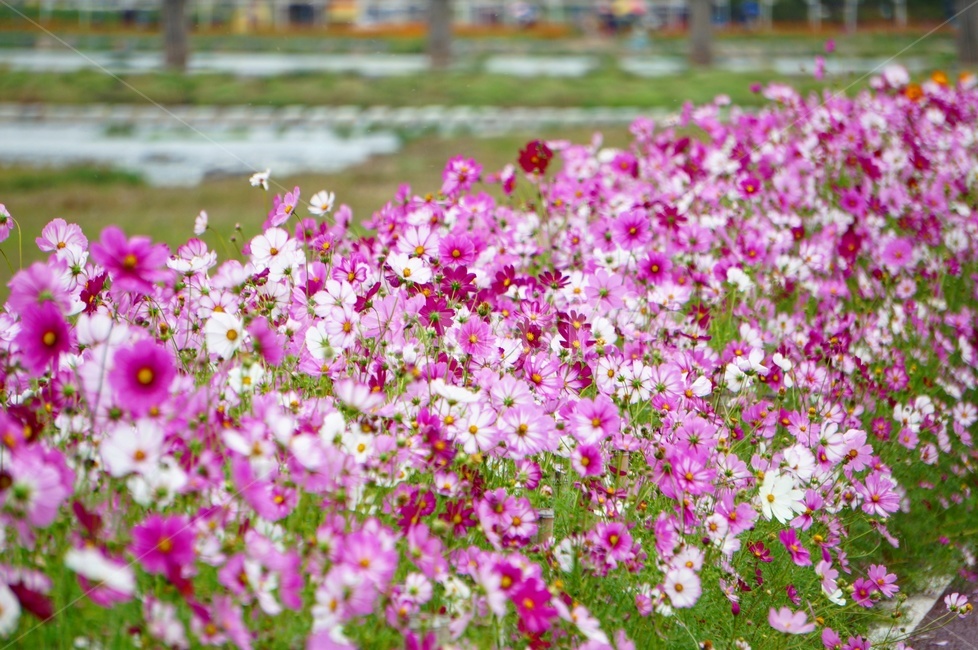 가을,풍경,코스모스,장성,황룡강,식물,자연,plants,nature,꽃,flower