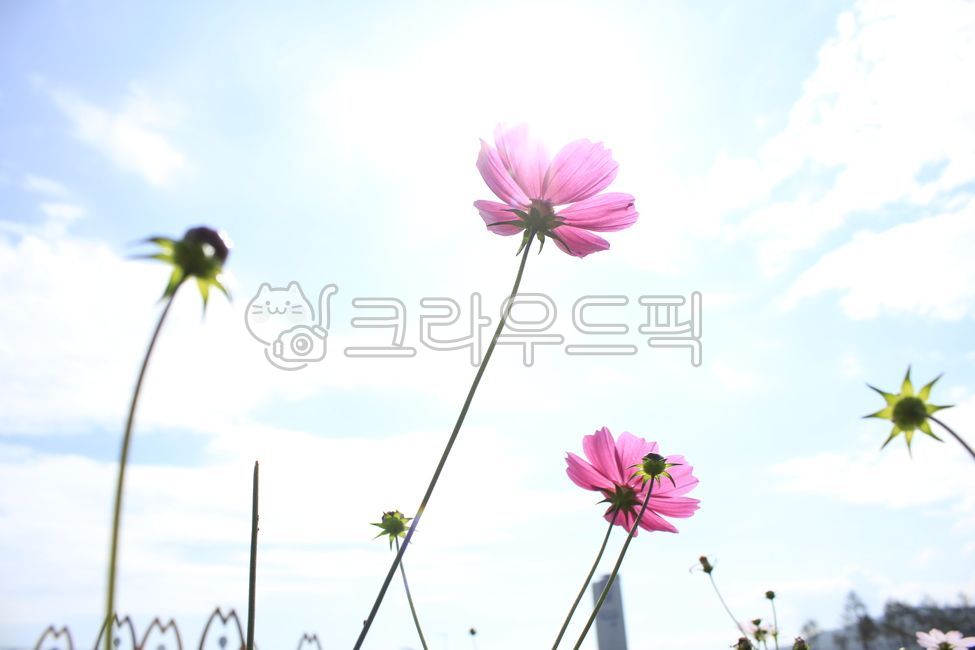 sky,sunshine,nature,cosmos,Cosmos,flower,Gangwondo,sunlight,fall,plant,autumn,Goseonggun,Sky of Autumn