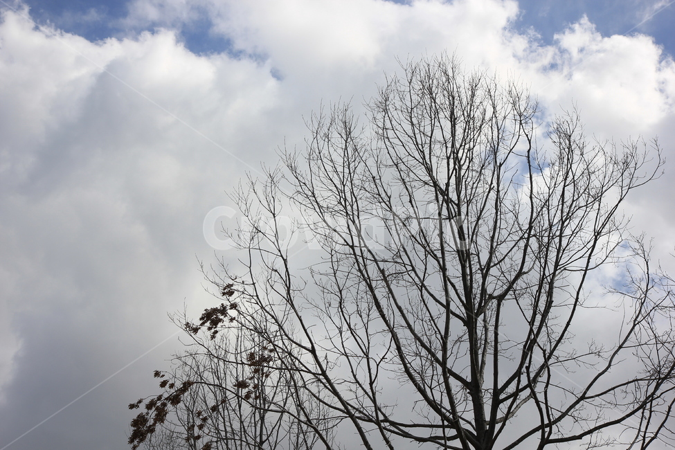 하늘,자연,나무,tree,sky,풍경,nature,구름,cloud,앙상한가지,식물,자연,plants,nature,나무,trees,wood
