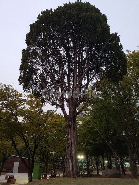 공원,나무,tree,publicpark,중앙공원,식물,식물,자연,plants,nature,나무,trees,wood