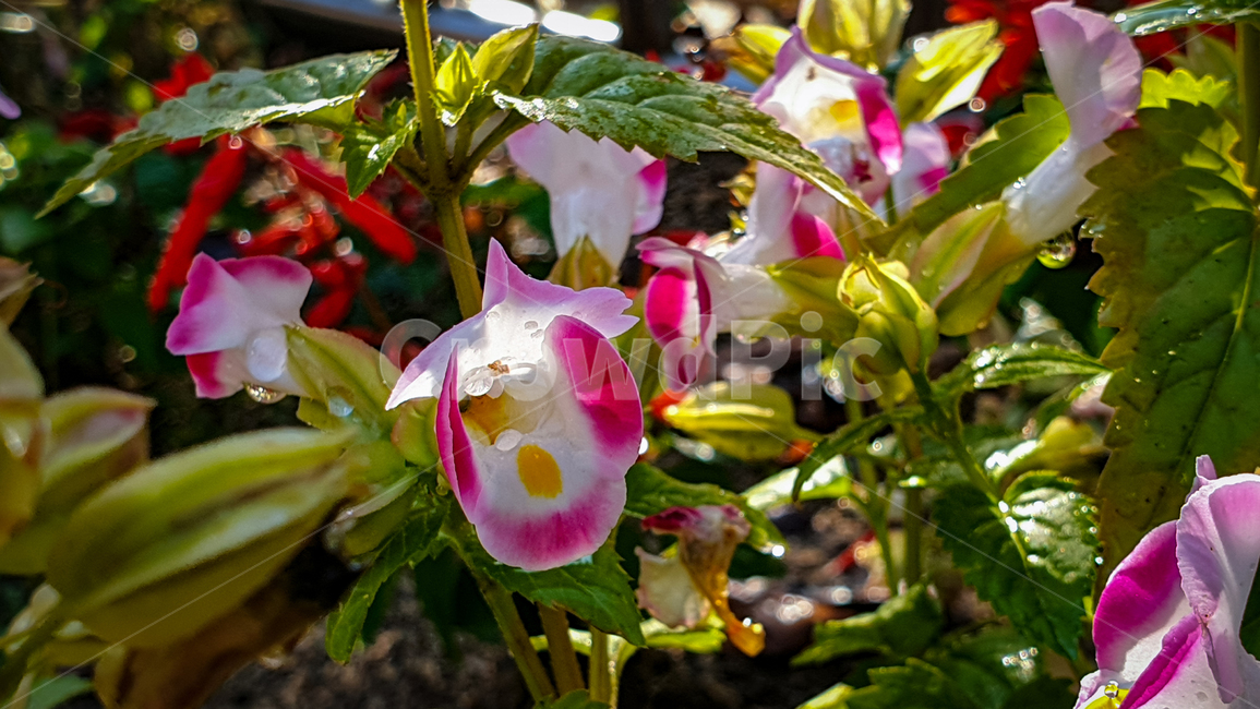 꽃,가을,식물,plant,flower,blossom,식물,자연,plants,nature,꽃,flower