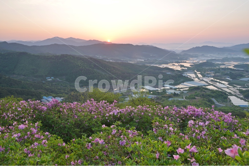 plant,식물,blossom,전북,남원,봉화산,봉화산철쭉제,철쭉,철뚝꽃,철뚝제,봉화산아침,여명,일출,해돋이,flower,꽃,flare,플레어,light,빛,sunlight,햇빛,자연,outdoors,옥외,mountain,산,mountainrange,산맥,slope,경사