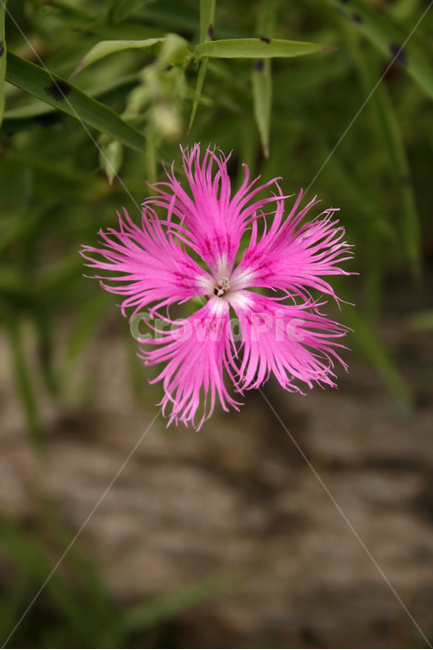 술패랭이,식물,flower,plants,nature,꽃,꽃봉오리,식물,자연,plants,nature,꽃,flower