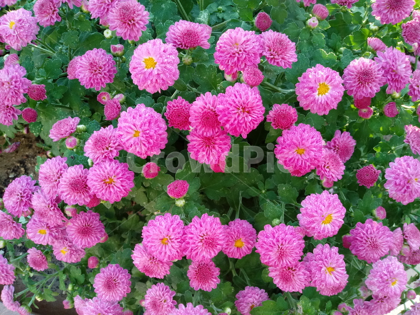 국화,꽃,plant,식물,flower,다년생초본식물,오상고절,관상식물,소국,식물,자연,plants,nature,꽃,flower