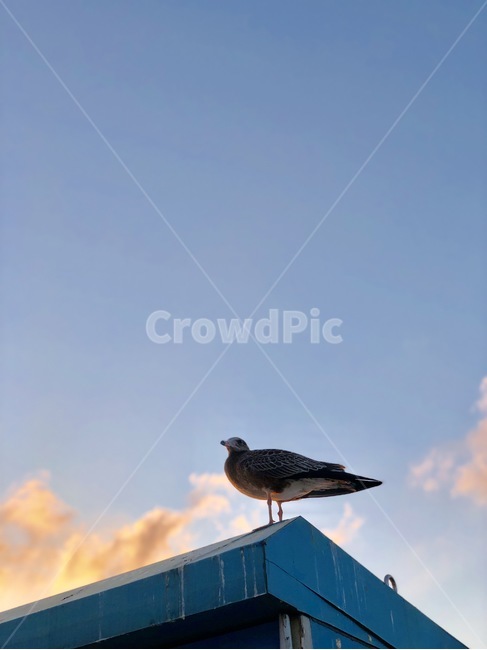 bird,새,animal,동물,갈매기,구름,하늘,조류,새,birds