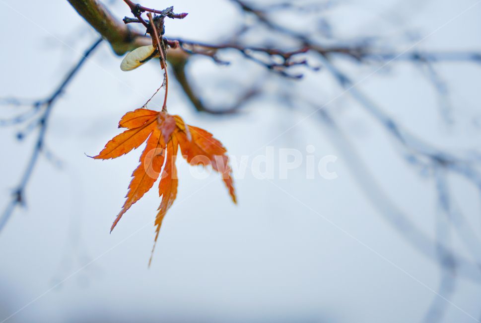 겨울비,단풍,잎,잎새,빗방울,자연,식물,나무,계절,가을,계절,fall,autumn,season,식물,자연,plants,nature,leaf,plant,veins,정맥