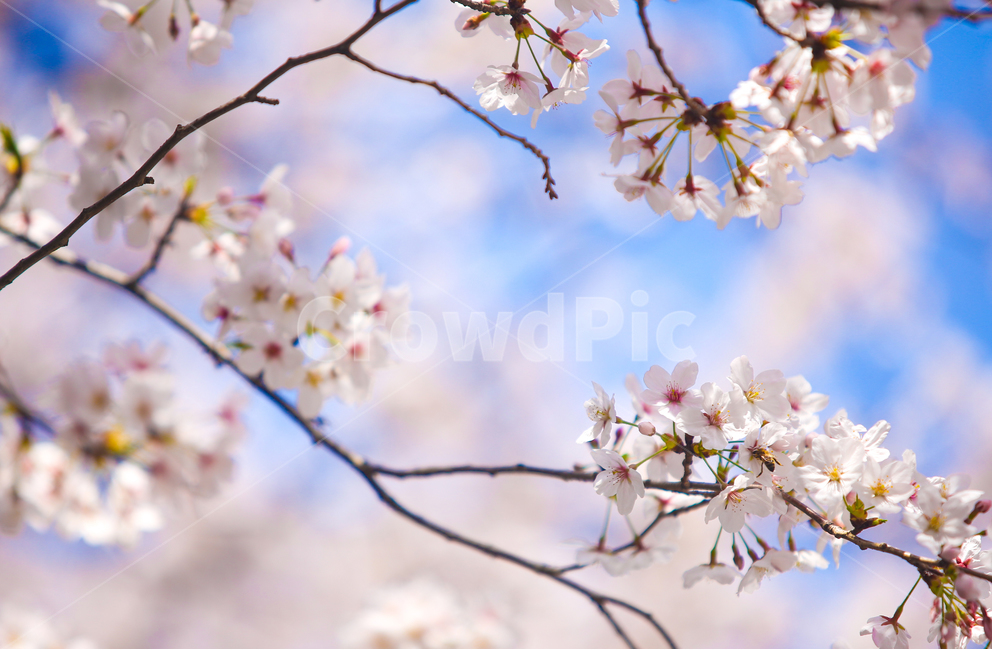 벚꽃,봄,srpingcherryblossom,꽃,계절,springseason,식물,자연,plantsnatureflower,봄,계절,spring,season,식물,자연,plants,nature,꽃,flower,감성,sensible,feeling,plant,blossom,cherry blossom