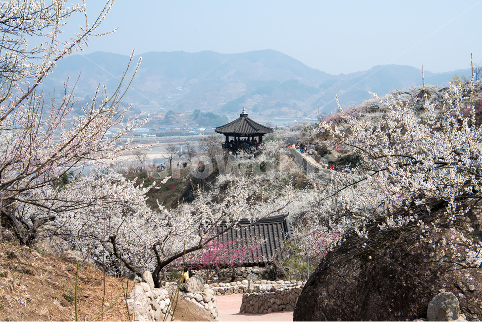 광양,매화,청매실,봄꽃,풍경,꽃,봄,계절,spring,season,자연,풍경,nature,landscape,한국자연풍경,한국자연경관,korea nature landscape,시골,마을,country,rural,town,plant,식물,blossom,flower,cherry blossom,벚꽃