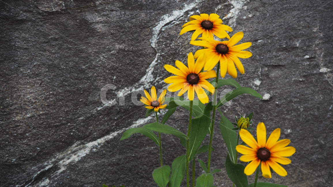 야생화,꽃,노란색,wildflower,flower,yellow