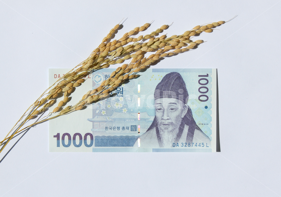 돈,지폐,종이돈,머니,금융,경제,흰배경,천원,1000,1000원,한국,대한민국,화폐,앞면,탑앵글,탑뷰,화이트,흰색,하얀색,쌀알,알갱이,볍씨,씨,씨앗,열매,쌀알갱이,식물,자연,쌀,벼,곡식,곡물,음식,식재료,요리,곡류,이삭