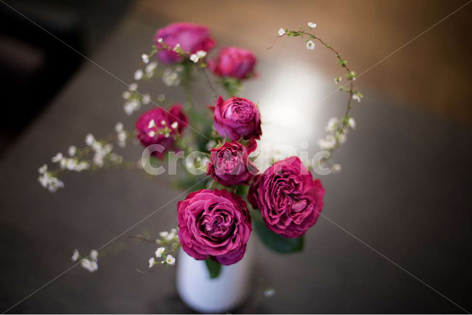 꽃,테이블,인테리어,감성,카페,꽃,flower,실내용화초,화분,화초,house plant
