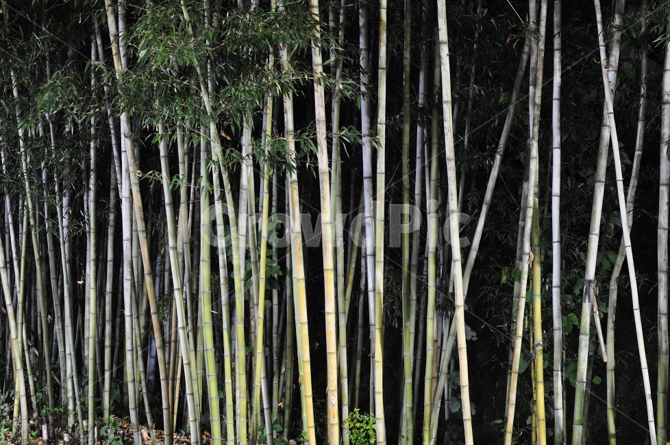 대나무,야경,자연,곧음,직선,식물,자연,plants,nature,나무,trees,wood