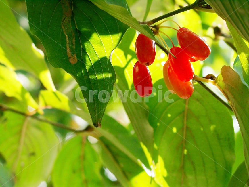 산수유,열매,산수유나무,약용식물,산수유재배,과일,열매,fruit