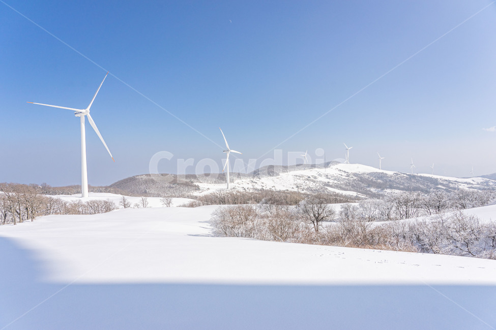 풍력발전기,눈밭,풍력발전,겨울목장,눈,대관령,겨울,겨울,계절,winter,season,자연,풍경,nature,landscape,에너지산업,energy industry