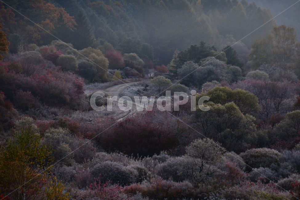 자연,풍경,가을,단풍,새벽,산,나무,가을,계절,fall,autumn,season,자연,풍경,nature,landscape