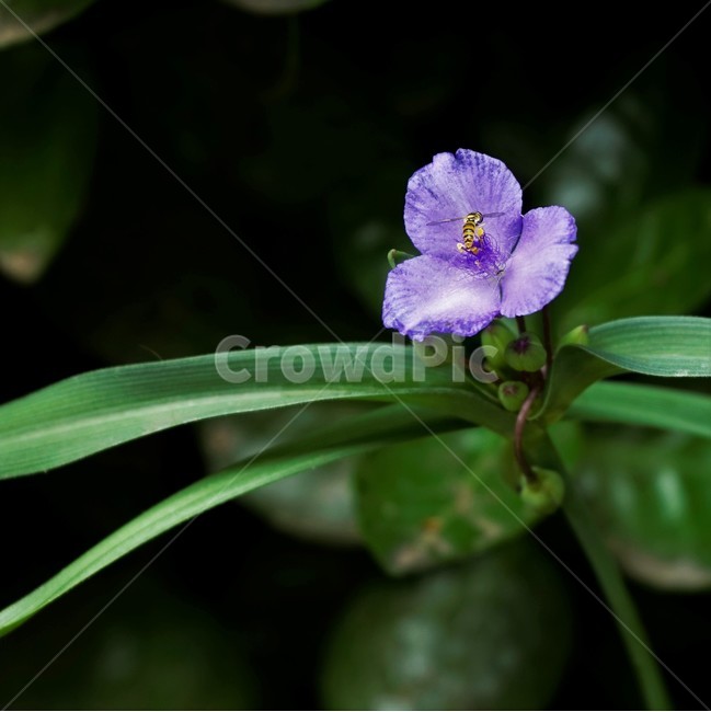 자주닭개비,자주달개비,꽃,식물,자연,보라색,꽃술,다년생,배경화면,nature,plant,flower,violet,background,green,leaves
