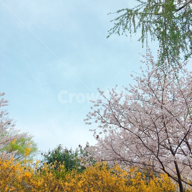 하늘,초록,나무,노랑,개나리,분홍,벚꽃,조화,plant,식물