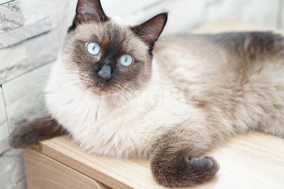 고양이,샴고양이,집고양이,반려묘,개냥이,동물,animal,포유류,mammal,고양이,cat,kitten,kitty