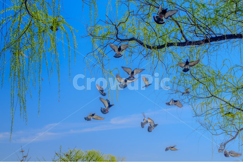 공원,느티나무,하늘,화창함,맑음,park,동물,animal,조류,새,birds