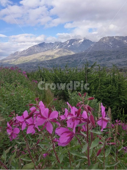 캐나다,장엄한,이름모를꽃,경치,웅장한풍광,자연,풍경,nature,landscape,식물,plants,꽃,flower,plant,geranium,제라늄,blossom