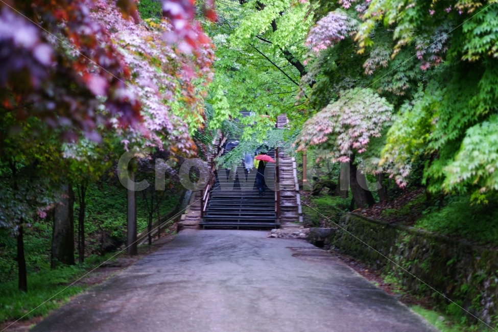 자연풍경,비,우산,길,사람,오월,자연,풍경,nature,landscape,비,비오는날,rain,rainy,outdoors,옥외,garden,정원,arbour,정자