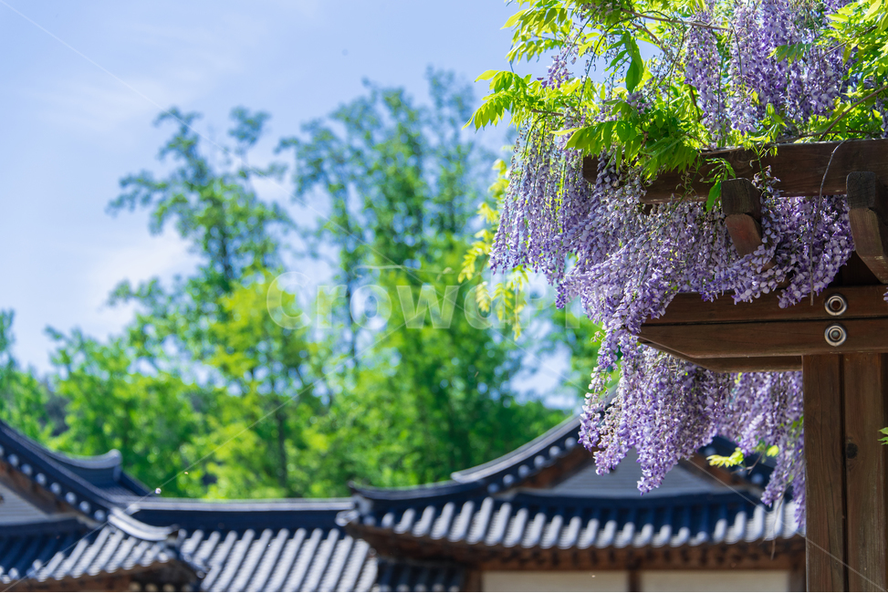 등나무꽃,wisteriaflower,한옥,꽃,flower,5월,may,초여름,summer,보라색꽃,purpleflower,풍경,한국전통,한국문화,korean traditional,korean culture,식물,자연,plants,nature,꽃,flower,건축물,건물외관,exterior,building,structure,architecture,construction