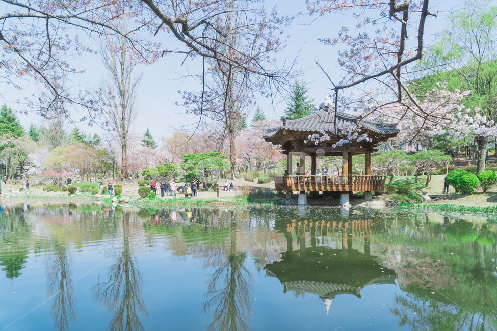 경주,벚꽃,연못,cherryblossom,자연,nature,꽃,flower,봄,계절,spring,season