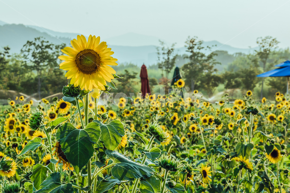 green,sun,sunflower,flower,Field,sunlight,lens flare,Freshness,gay