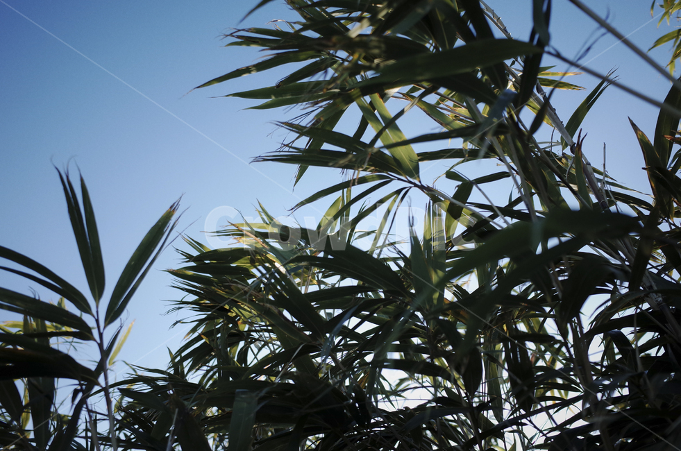 plant,식물,잎,leaf,초록,초록잎,green,blue,sky,파란하늘,푸른하늘