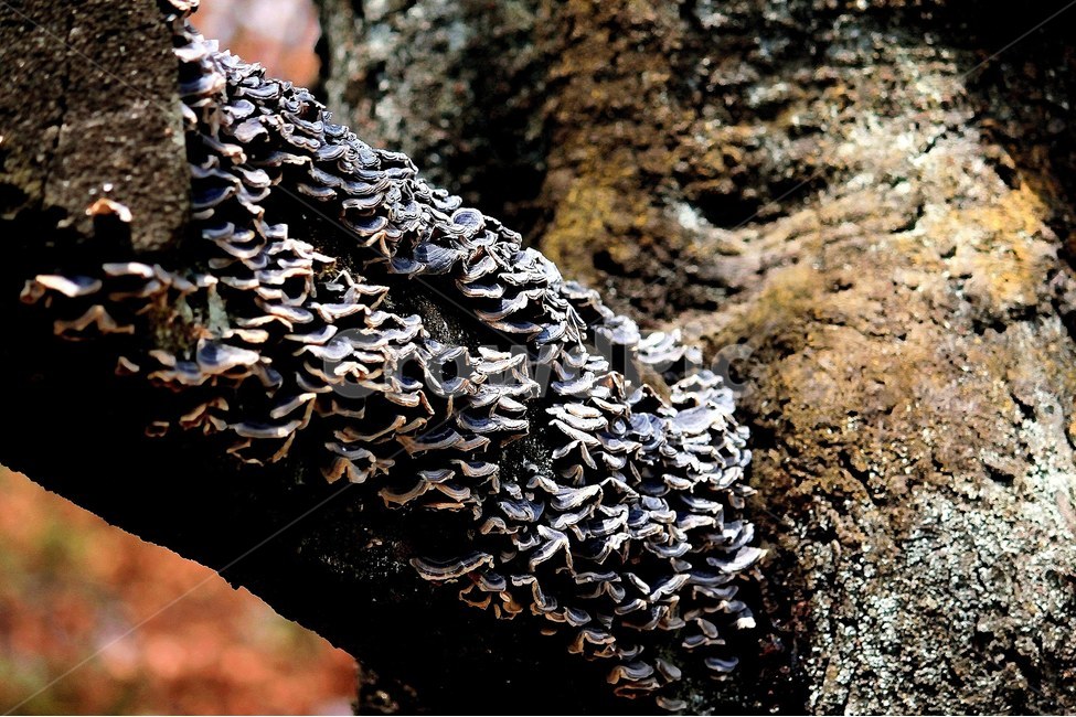 나무버섯,자연,배경,감성,감성사진,식물,자연,plants,nature,버섯,mushroom